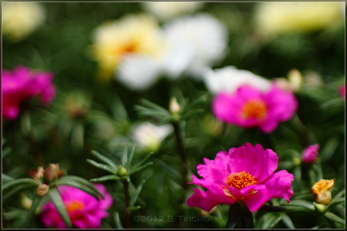 mossrose.jpg
