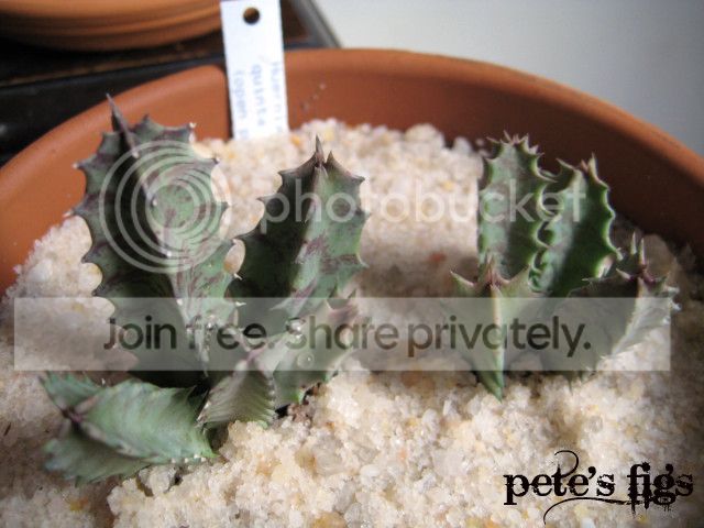 Huernia_quinta_zps55ac845b.jpg
