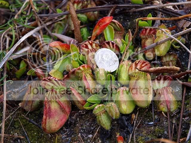site1_green_red_lid_cluster_size.jpg