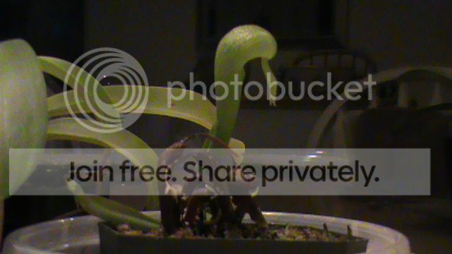 DSC00703_zpsc581f09b.jpg