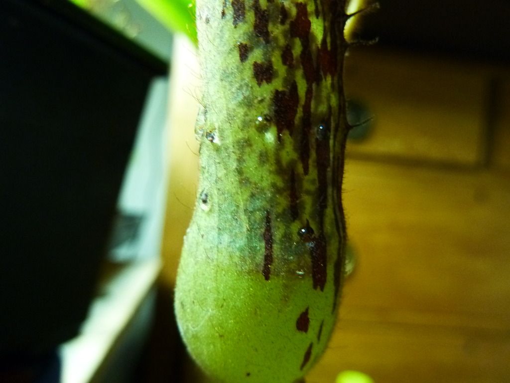 plants10032012080.jpg