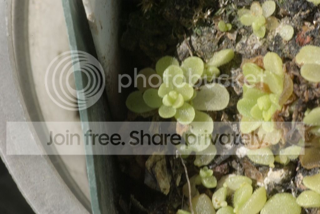 IMGP2184_zpsk35ly4ux.jpg