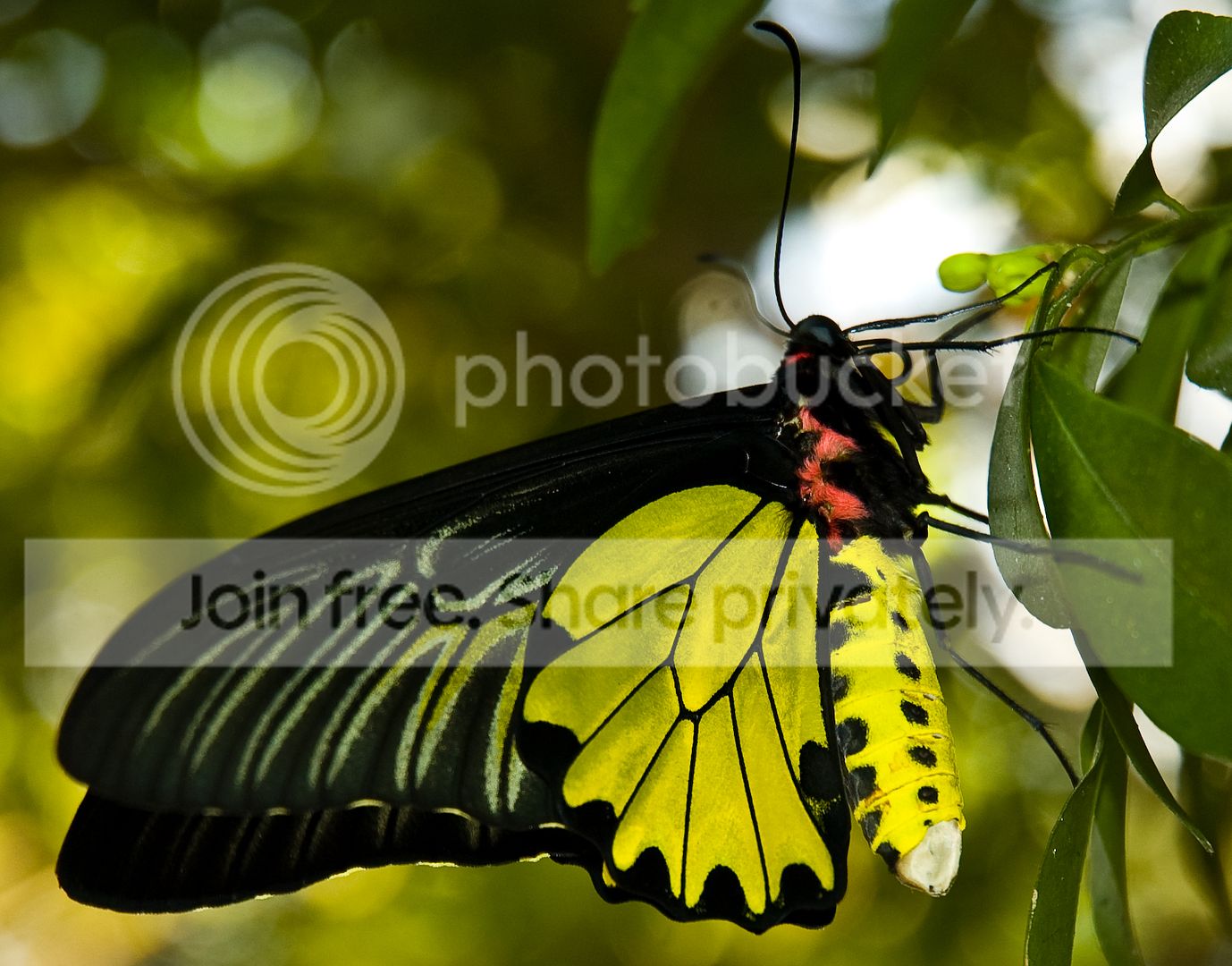 Male_Golden_Birdwing_butterfly.jpg
