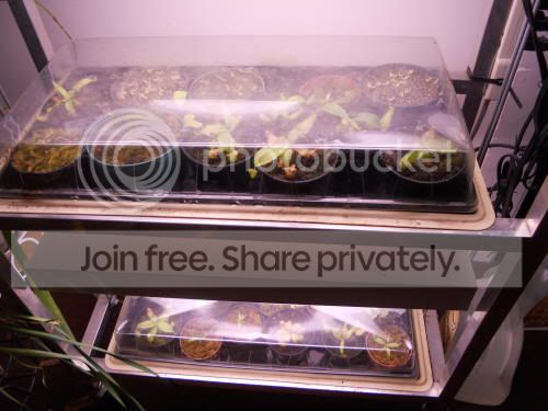 nep-seedlings_1-24-12.jpg