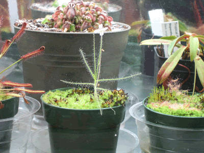B_liniflora_terrarium.gif
