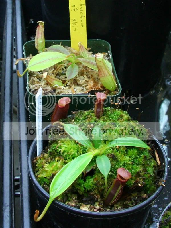 twoseedlings.jpg