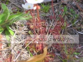 Sundew.jpg
