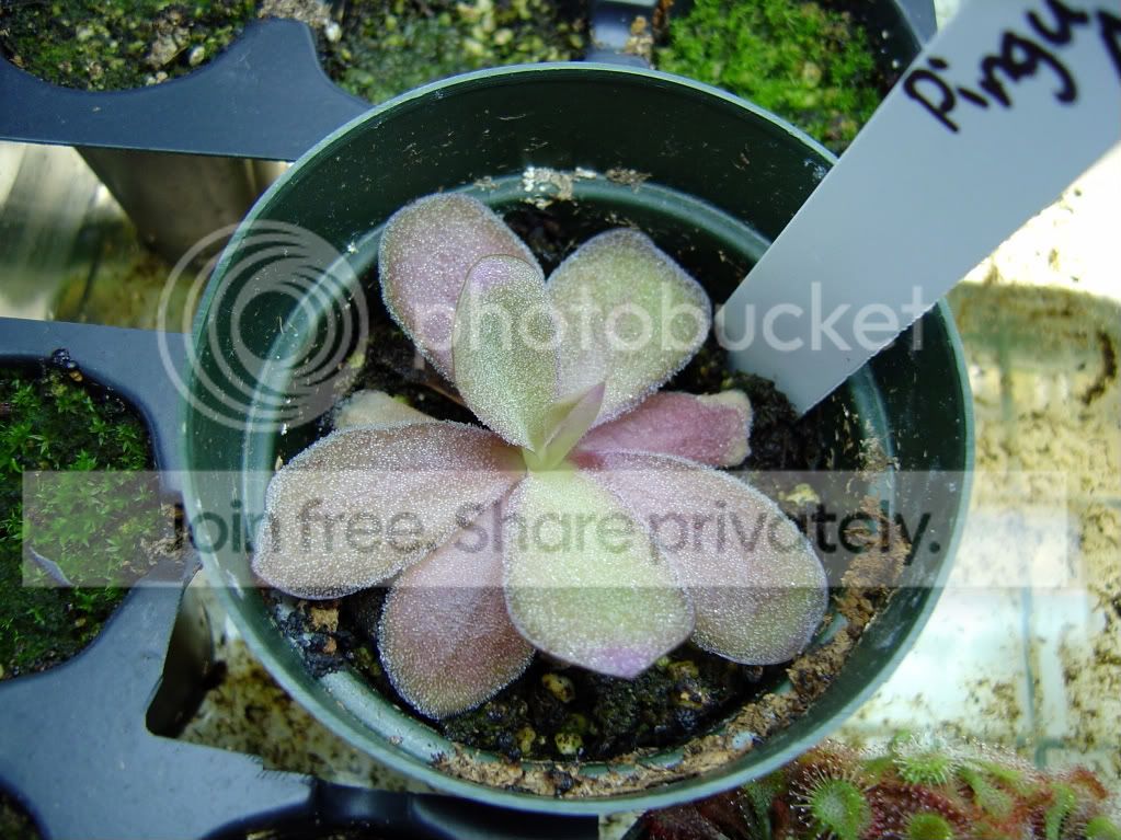 pingsanddrosera004.jpg