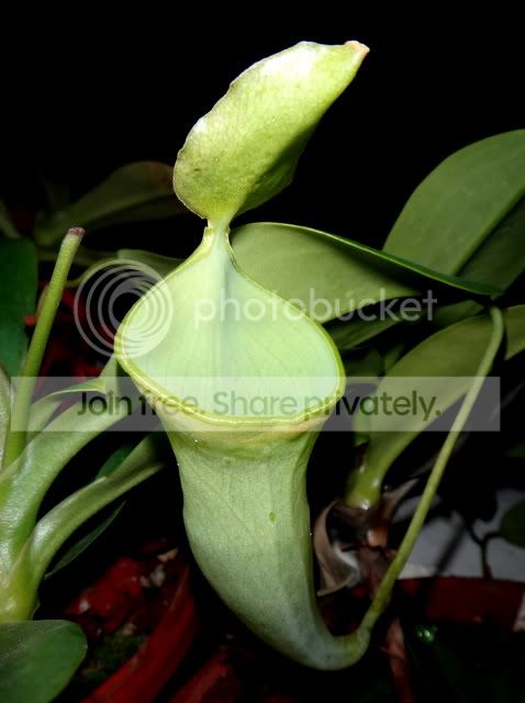 nepenthes_campanulata_pitcher_022012.jpg