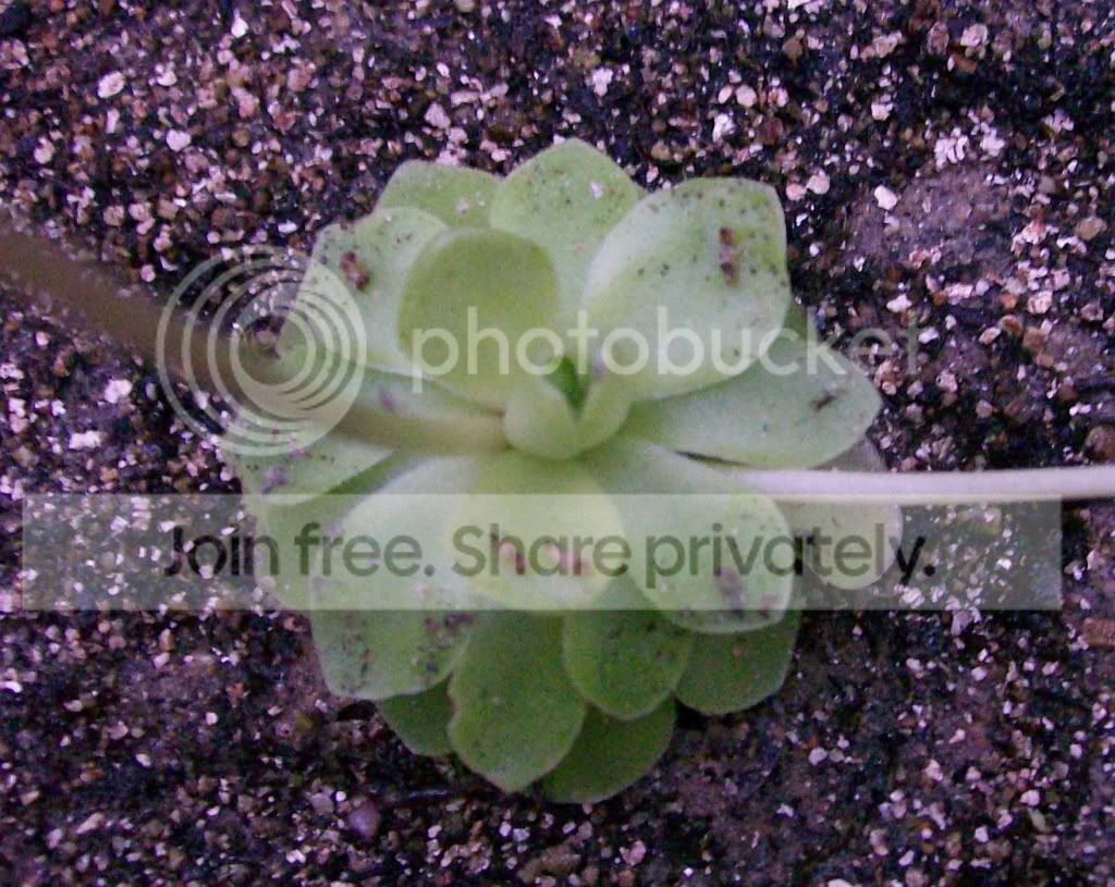 CarnivorousPlants033.jpg