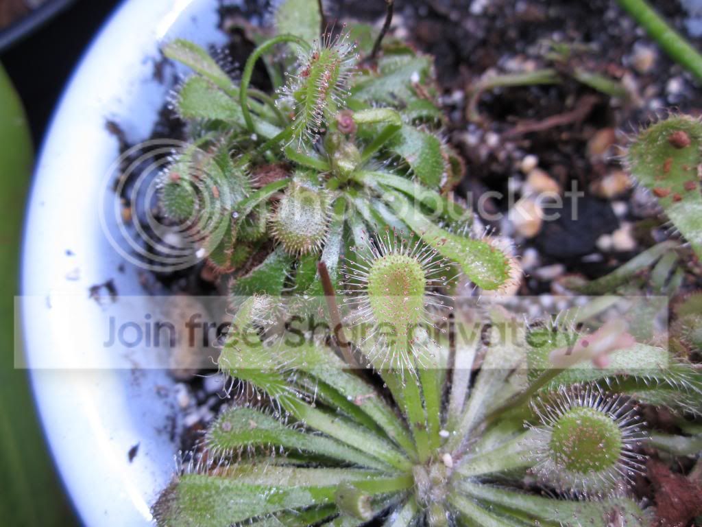 IMG_1417_zps6b8babf0.jpg