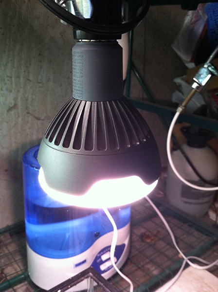 bulb.jpg