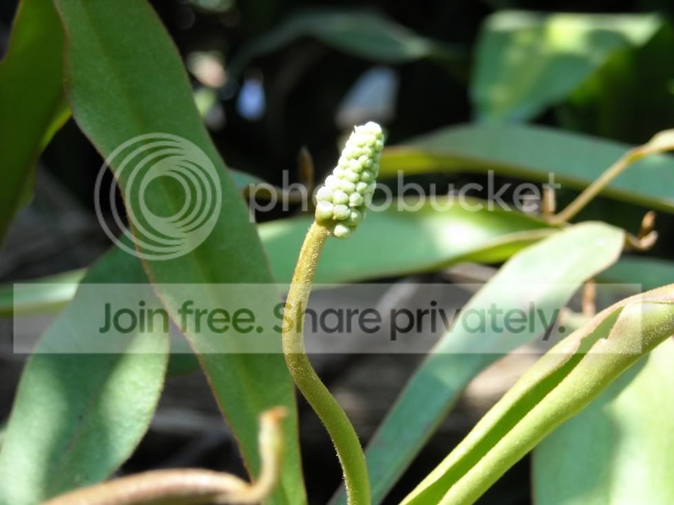 Nepenthes005.jpg