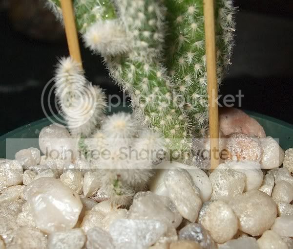 plants021.jpg