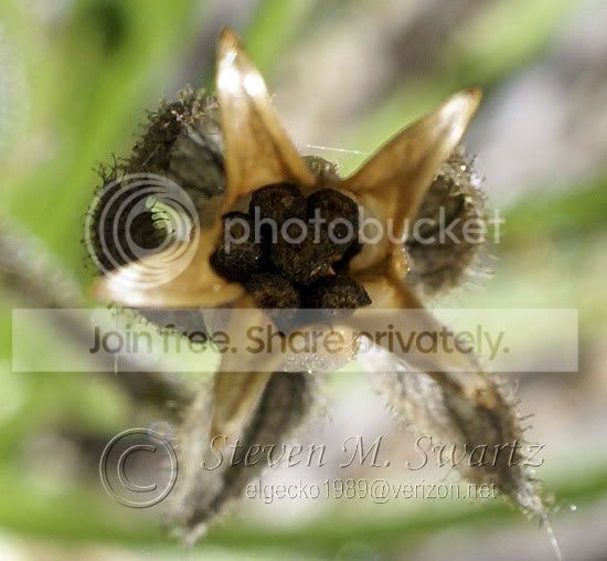 dewy-pine-seedpod.jpg