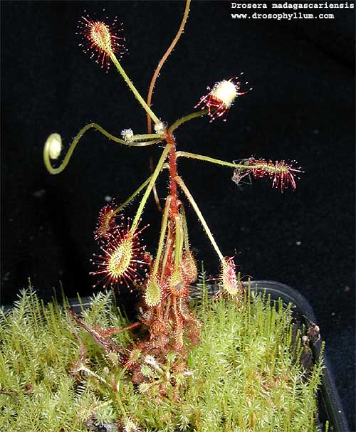 Dr_madagascariensis02.jpg