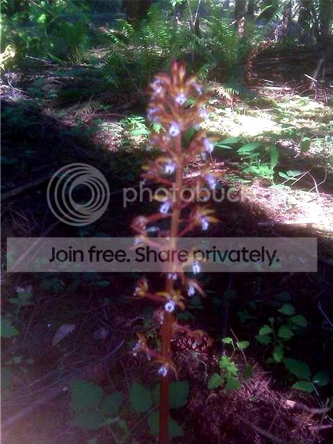 orchid.jpg