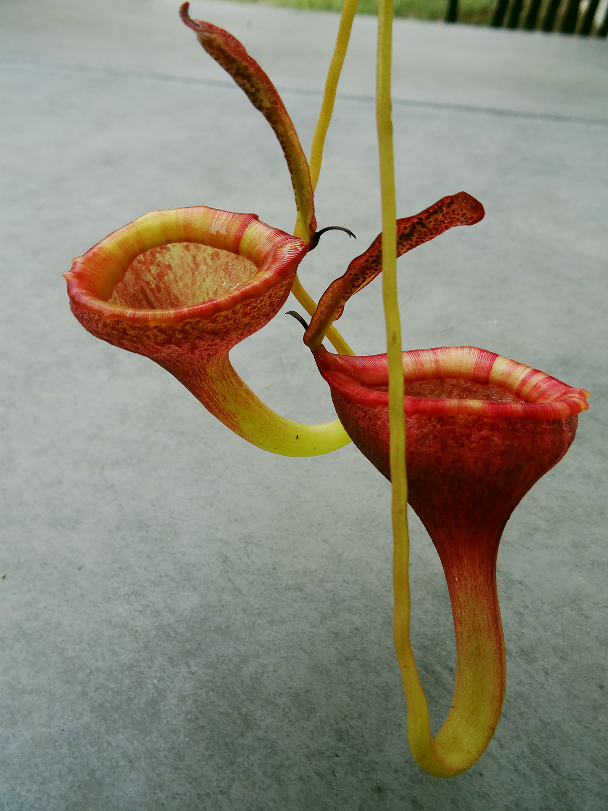 nepenthes-jamban-3.jpg