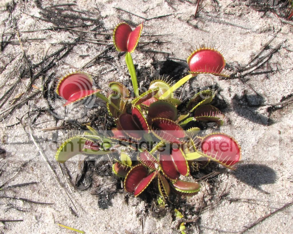 VFT_sand1.jpg