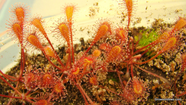 Nidiformis_young_red-1.JPG