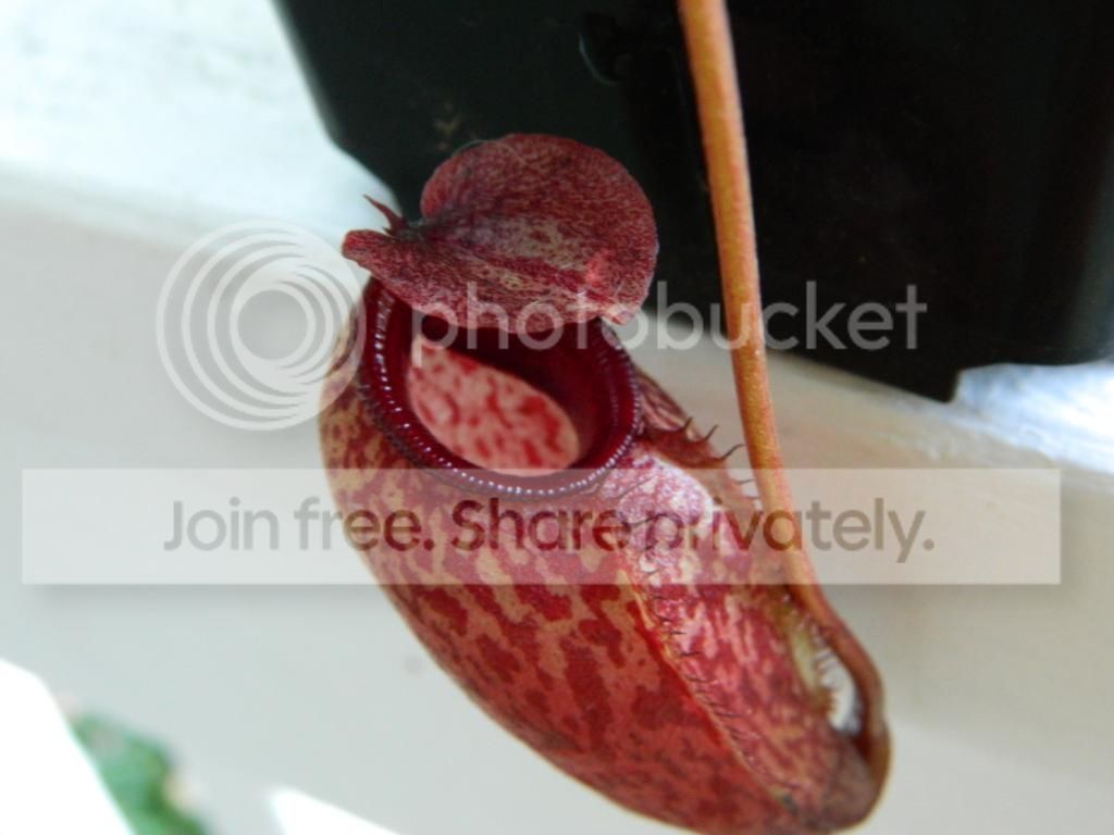 DSCN1586.jpg