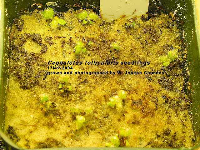 Cephalotus_Seedlings.jpg