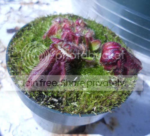 cephalotus_4-3-12.jpg