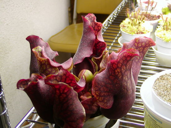 P3050082-750x414.jpg