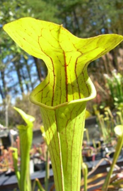 Sarracenia-Lemon-Large.jpg