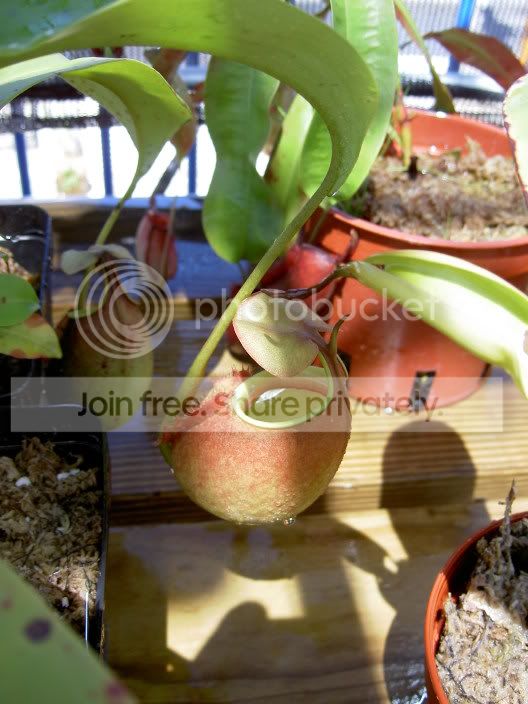 Nepenthesbicalcarataorange050920.jpg