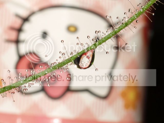 byblis_guehoi_dewdrops6_010912.jpg