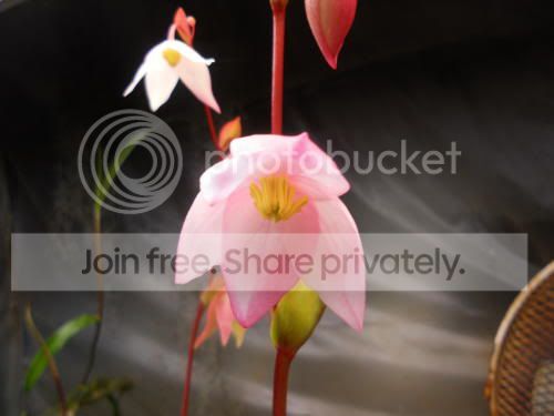 helliflower_1-24-12.jpg