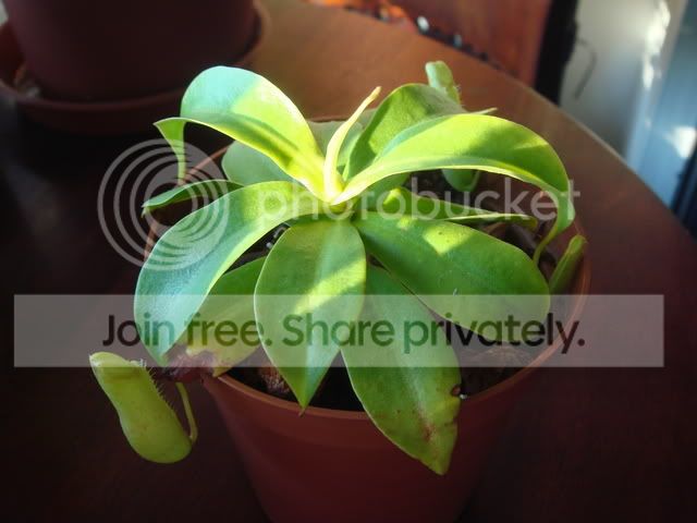northiana_plant1.jpg