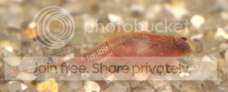triops-red-004.jpg
