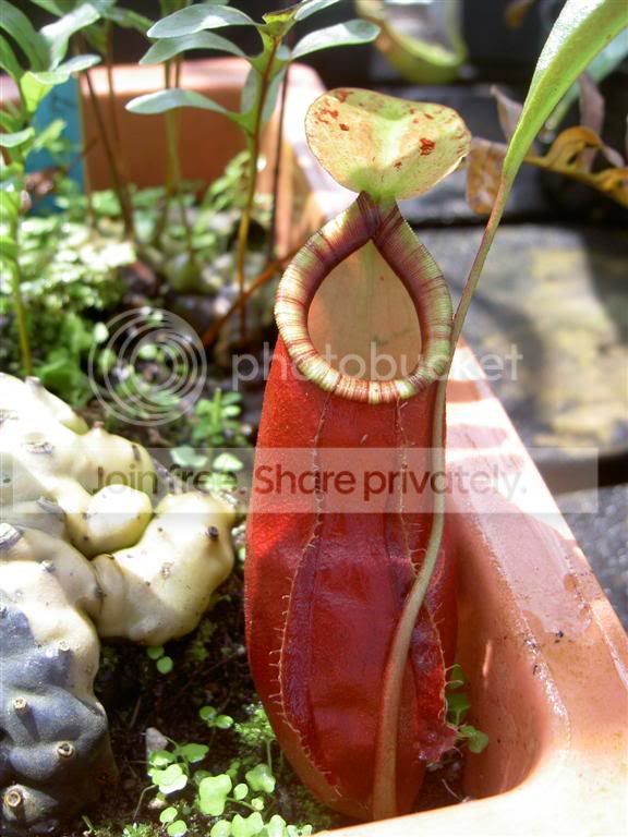 Nepenthesxcoccineared060926Large.jpg