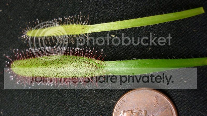 Dcapensisalbacomparison.jpg