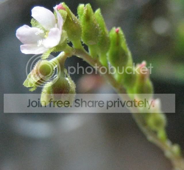 FlowerStalk.jpg