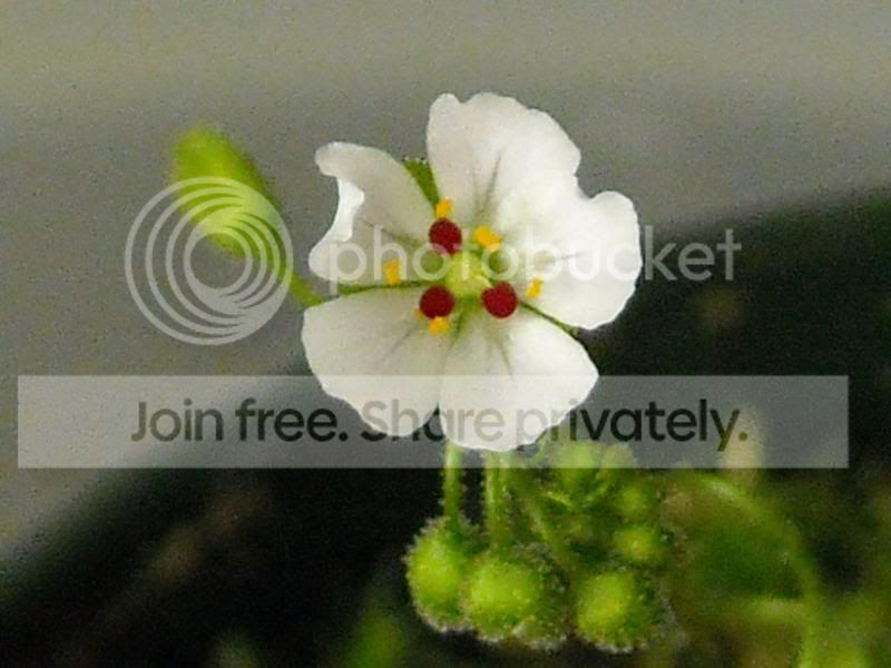 Drosera613-3.jpg