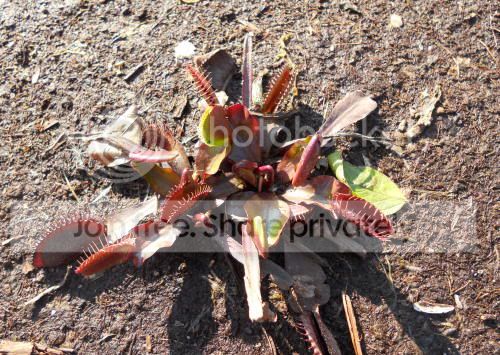 VFT-reddragon_5-23-11.jpg