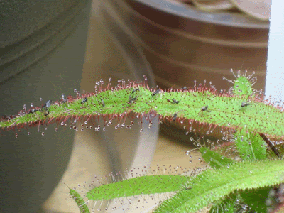 D_adelae_with_gnats.gif