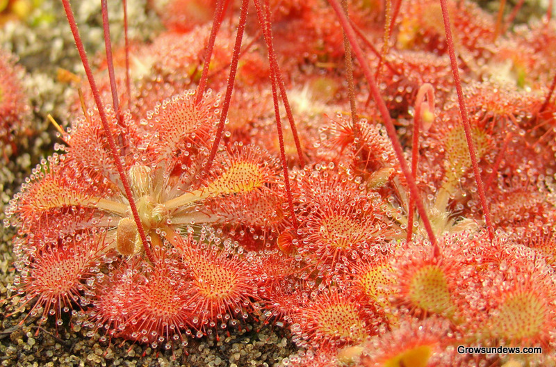 Tokaiensis_red-2.JPG