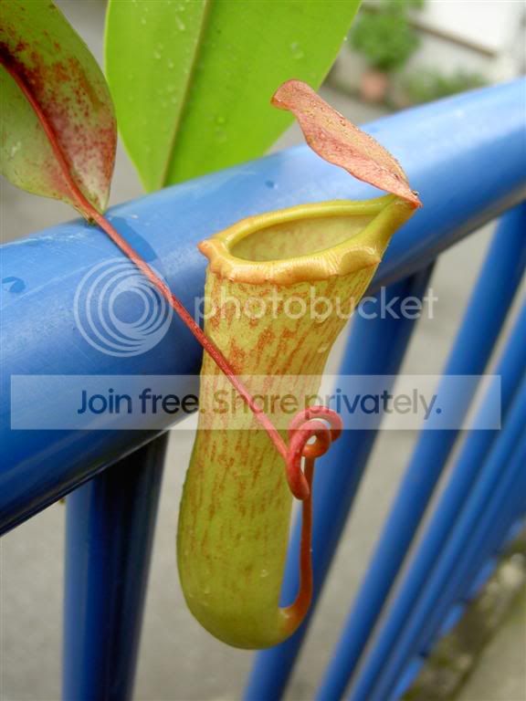 Nepentheskhasianaxmixta060616_1.jpg