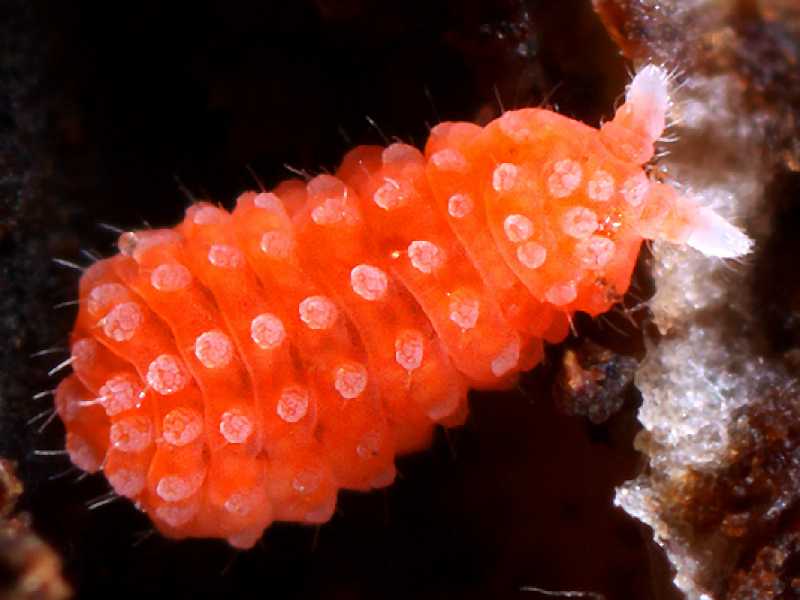 Vitronura-giselae-20081127-Scott-Justis-USA-Virginia-l.jpg