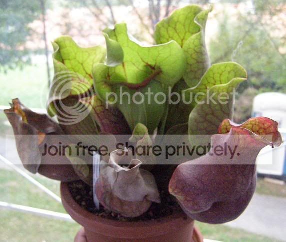 Spurpureasspvenosa.jpg