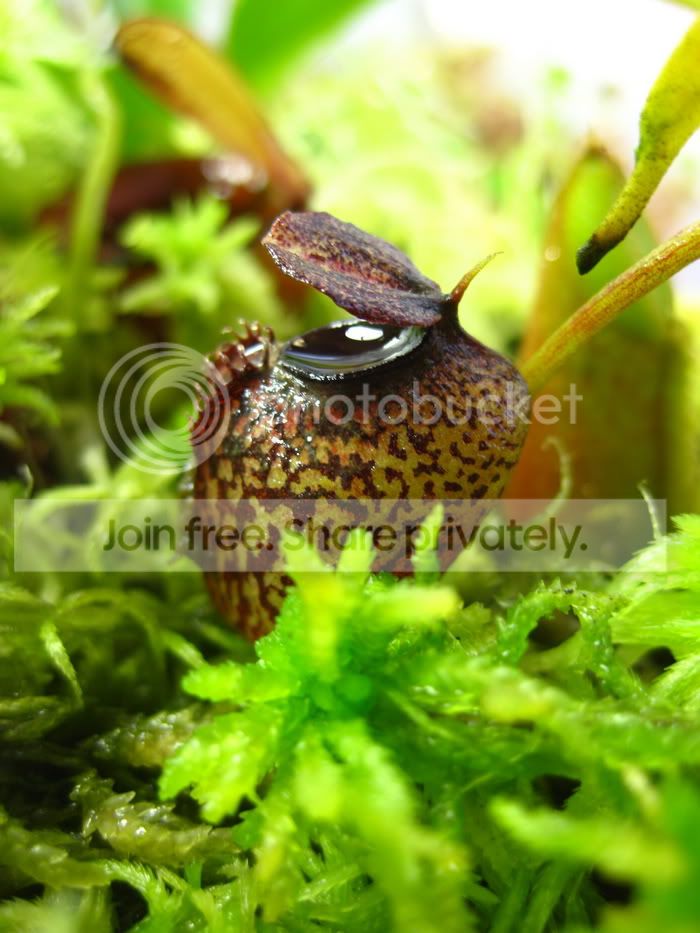 Naristolochioides2.jpg