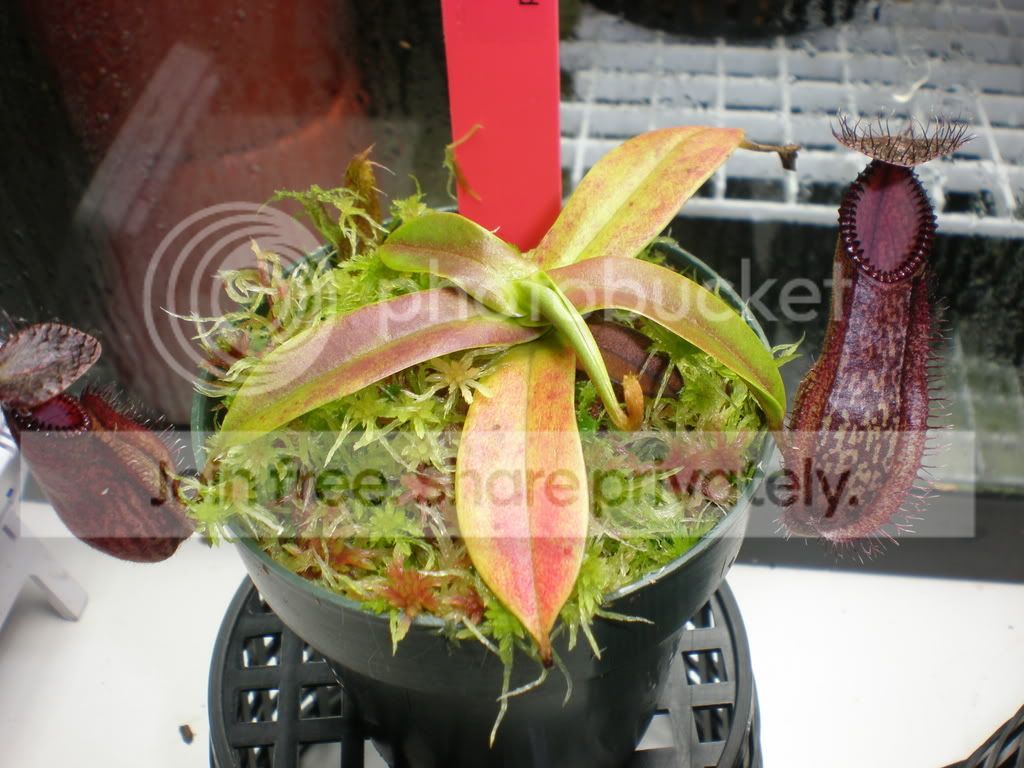 HamataCobrplantWhole.jpg