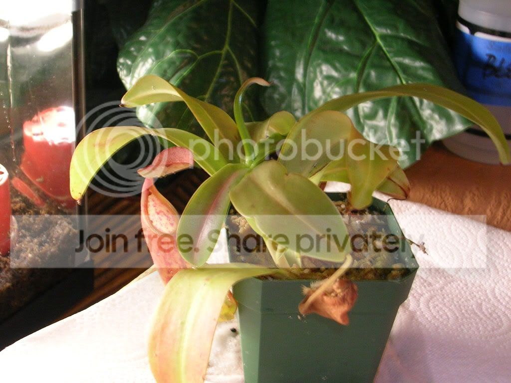 DSCN3727.jpg