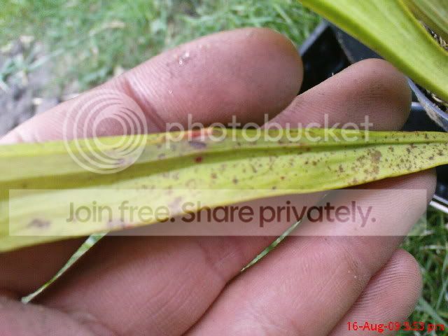 sarracenia045.jpg