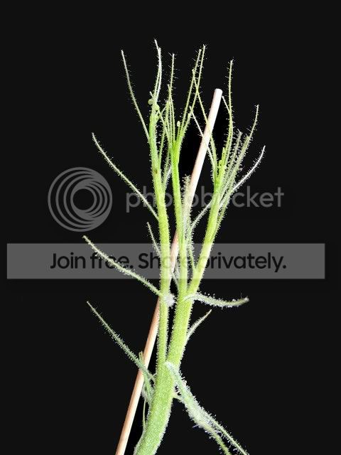 byblis_Goliath_branching1.jpg