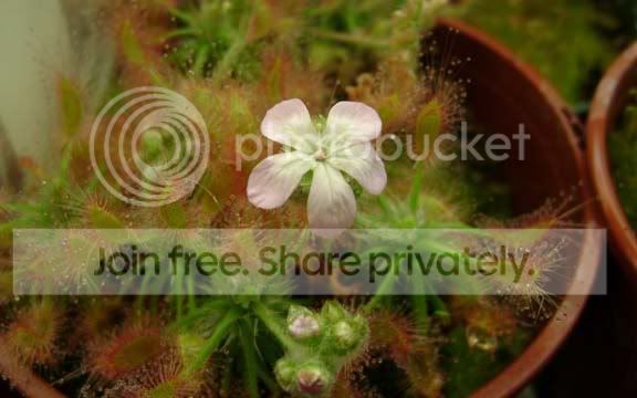 scorpioidesflower.jpg